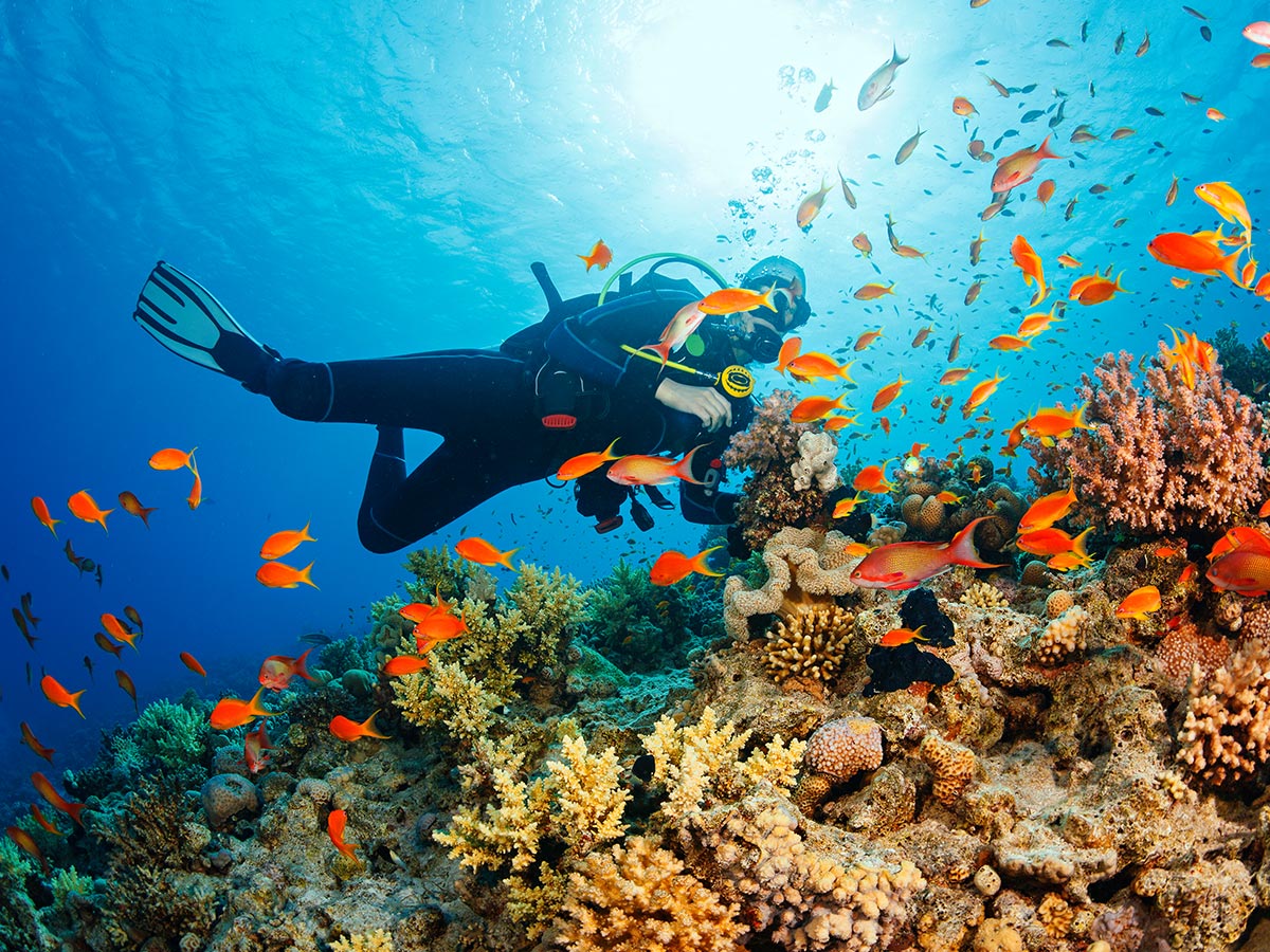 Person scuba diving in Puerto Vallarta surrounded by orange fishes