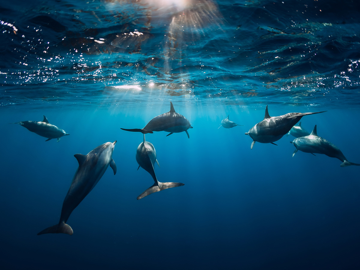 Dolphins swimming on the ocean