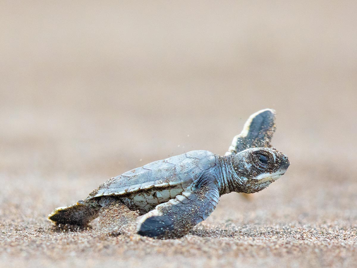 Baby turtle going to the sea