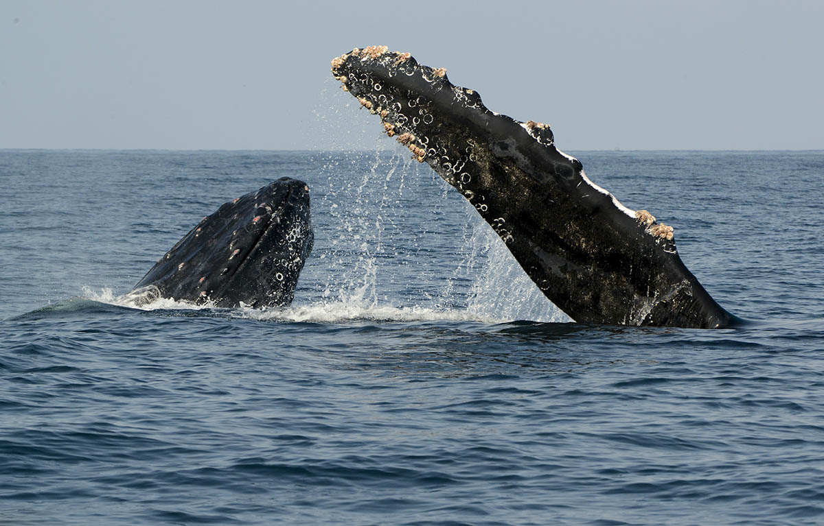 humpback whale in puerto vallarta